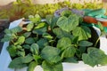 Cucumber seedlings in a cardboard eco-friendly container are ready for planting in a greenhouse. Spring work in the garden Royalty Free Stock Photo