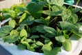 Cucumber seedlings in a cardboard eco-friendly container are ready for planting in a greenhouse. Spring work in the garden Royalty Free Stock Photo