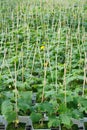 Cucumber seedlings Royalty Free Stock Photo