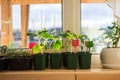 Cucumber seedlings in flower pots on a balcony window sill. Planting, urban home balcony gardening concept Royalty Free Stock Photo
