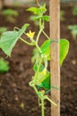 Cucumber seedlings