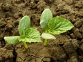Cucumber seedlings Royalty Free Stock Photo