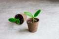 Cucumber seedlings growing in a pot. Royalty Free Stock Photo