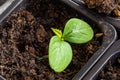 Cucumber seedlings with large germinal leaves in a plastic pot