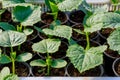 Cucumber seedlings in peat pot for growing. Growing vegetables in a greenhouse. Royalty Free Stock Photo