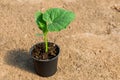Cucumber seedlings in a peat pot for growing. Growing vegetables in a greenhouse. Royalty Free Stock Photo