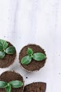 Cucumber Seedlings in Peat Pots and Hand Trowel