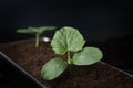 Cucumber seedlings in pot filled with peat Royalty Free Stock Photo