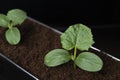 Cucumber seedlings in pot filled with peat Royalty Free Stock Photo