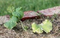 Cucumber seedlings transplanted early in the wild.