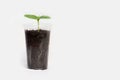 Cucumber seedlings with visible roots in transparent pot isolated on white background Royalty Free Stock Photo