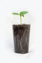 Cucumber seedlings with visible roots in transparent pot isolated on white background Royalty Free Stock Photo