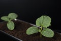 Cucumber seedlings with water drops in pot filled with peat Royalty Free Stock Photo