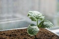 Cucumber seedlings with water drops in pot filled with peat Royalty Free Stock Photo