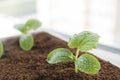 Cucumber seedlings with water drops in pot filled with peat Royalty Free Stock Photo