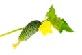 Cucumber shoot with green leaves and yellow flower. Royalty Free Stock Photo