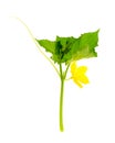 Cucumber shoot with green leaves and yellow flower. Royalty Free Stock Photo