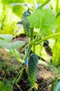 Cucumber shoot tied with blue twine. Photo