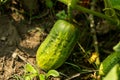 Cucumber or Shosha is a widely-cultivated creeping vine plant