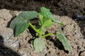 Cucumber small transplant growing in the glasshouse Royalty Free Stock Photo