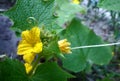 Cucumber is a small yellow flower Royalty Free Stock Photo