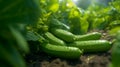 Close up of Cucumber plant in plantation