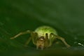 Cucumber spider