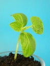 Cucumber sprout Royalty Free Stock Photo