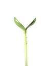 Cucumber sprout Royalty Free Stock Photo