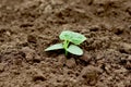 Cucumber sprout on the background of black soil close-up. Soil with a young plant. The concept of nature conservation Royalty Free Stock Photo