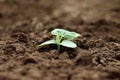 Cucumber sprout on the background of black soil close-up. Soil with a young plant. The concept of nature conservation Royalty Free Stock Photo