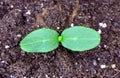Cucumber sprout Royalty Free Stock Photo