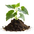 Cucumber sprout growing in a pile of soil isolated on a white background. Royalty Free Stock Photo