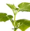 Cucumber sprout isolated on a white background. Royalty Free Stock Photo