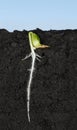 Cucumber sprout under ground