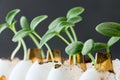 Cucumber sprouts in an eggshell. Royalty Free Stock Photo