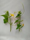 Cucumber sprouts with flowers and small cucumbers isolated on white Royalty Free Stock Photo