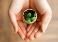 Cucumber sprouts growing from the eggshell are in a woman`s palms. Selective soft focus. Royalty Free Stock Photo