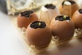 Cucumber sprouts in the shell and egg containers. Royalty Free Stock Photo