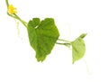 Cucumber stalk with cucumber tops and small cucumber on white background, isolate, Production Royalty Free Stock Photo