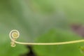 Cucumber tendril on a background of green leaves Royalty Free Stock Photo