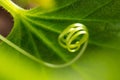 Cucumber tendril on the plant. Royalty Free Stock Photo
