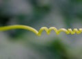 Cucumber tendril Royalty Free Stock Photo