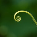 Cucumber tendril spiral universe Royalty Free Stock Photo