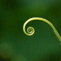 Cucumber tendril spiral universe