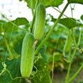 Cucumber on tree