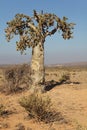 Cucumber tree