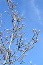 Cucumber Tree Magnolia - Magnolia acuminata Ã¢â¬â branches with spring flower buds Ã¢â¬â signs of spring - vertical