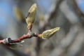 Cucumber Tree Magnolia - Magnolia acuminata spring buds macro Ã¢â¬â signs of spring - horizontal