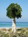 Cucumber tree, Soqotra Royalty Free Stock Photo